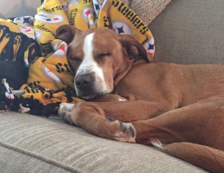 Steelers dogs are the best dogs! 